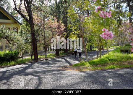 Paare gehen gemeinsam auf dem Weg im Dalat University Park mit Mai Anh Dao Blossom, gesunder Lebensstil mit Sport am Morgen Stockfoto