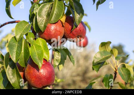 Reife saftige burgunderrote Birnen der Sorte Lyubimitsa Klappa, die auf einem Baum im Garten wachsen. Stockfoto