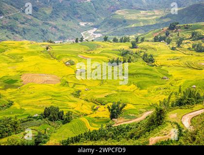 Terrassenfelder zur Erntezeit in Y Ty, Lao Cai, Vietnam. Stockfoto