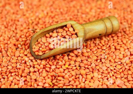 Rote Linsen in einer Holzschaufel auf einem Hintergrund roter Linsen Stockfoto