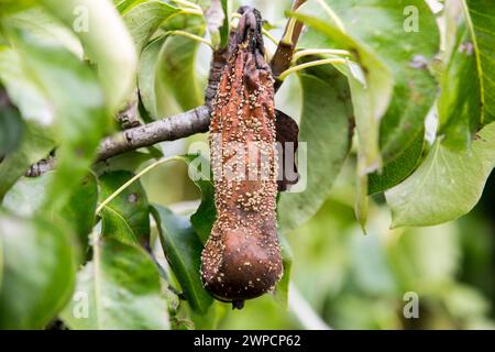 Beveren, Belgien. September 2023. Eine faule Birne auf einem Baum in einem Birnengarten in Beveren. Belgien ist einer der größten Birnenerzeuger in der Europäischen Union. Im Jahr 2023 betrug die geschätzte Birnenernte in Belgien 412.000 Tonnen, was einem Anstieg von 19 % in nur einem Jahr entspricht. (Foto: Karol Serewis/SOPA Images/SIPA USA) Credit: SIPA USA/Alamy Live News Stockfoto