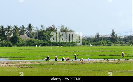 Vietnamesische Bauern, die Reissämlinge in einer Farm in der Nähe von Hội an, Vietnam, umpflanzen. Stockfoto