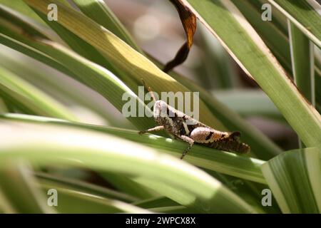 Slender Bodentrichter (Tetrix subulata) auf einem Blatt sitzend : (Bild Sanjiv Shukla) Stockfoto