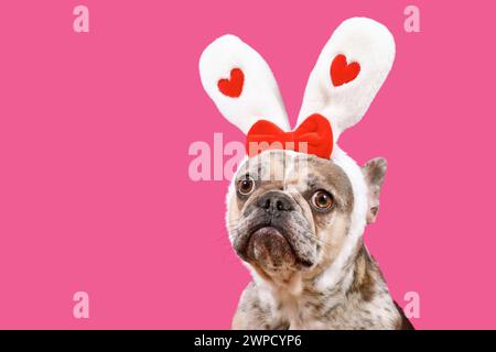 Lustiger merle französischer Bulldog-Hund trägt Osterhase-Ohr-Stirnband mit Herzen auf rosa Hintergrund mit Kopierraum Stockfoto