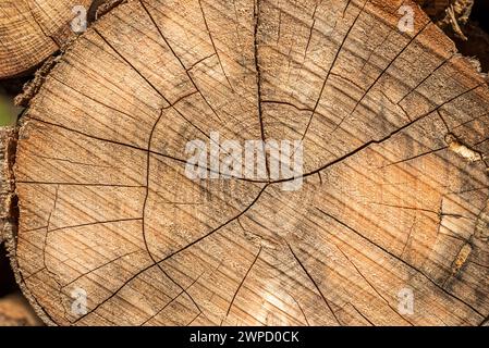 Blick von oben auf den gehäuften Baumstumpf an einem sonnigen Tag Stockfoto