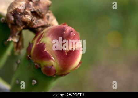 Eine junge Drachenfrucht blüht im Garten Stockfoto