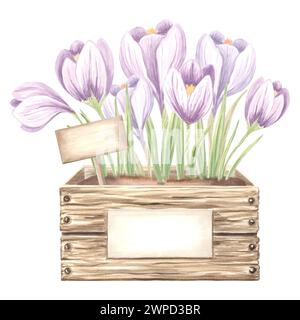 Krokusse mit Blättern in Holzkiste mit Etikett. Frühlingsgartenblume. Isolierte handgezeichnete botanische Illustration mit Aquarellen. Zeichenvorlage mit Blumenmuster für Stockfoto