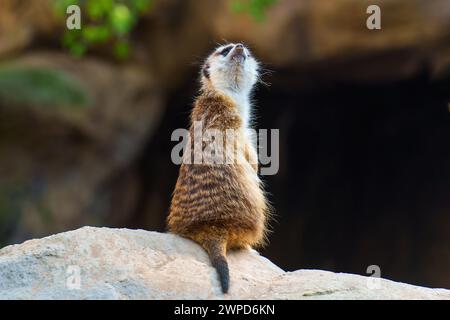 Junger Erdmännchen auf einem Felsen, von hinten gefangen, während er nach oben blickt. Wildtiere und naturbezogene Hintergründe. Stockfoto