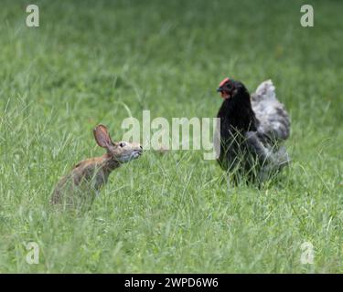 Ein wildes Kaninchen und ein Huhn, das auf einem grasbewachsenen Feld chillt. Stockfoto