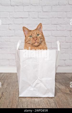 Süße Ingwerkatze, die aus einer Papiertüte neugierig aussieht. Vertikales Bild. Stockfoto