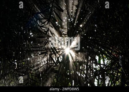 Lichtstrahlen strahlen strahlen durch das Laub, wenn Regen fällt. Stockfoto