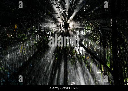 Regenstrahlen werden vom Licht erfasst, das durch das Laub kommt. Stockfoto