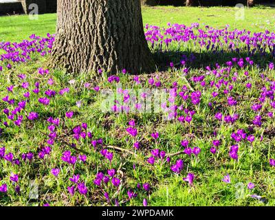 Blick auf ein Feld mit violetten Krokussen um einen Baum in einem Park in Utrecht, Niederlande. Stockfoto