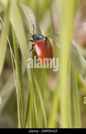 Pappelblatt beatle Chrysomela populi auf einem Grasblatt Stockfoto