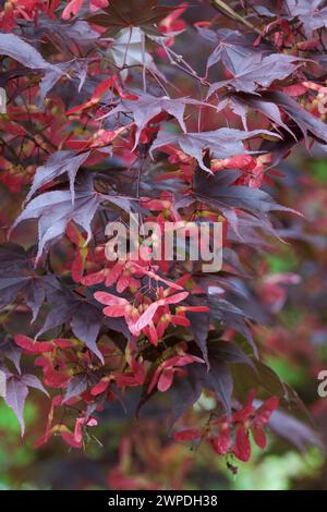 Acer palmatum Oshio beni, japanischer Ahorn Oshio beni, dunkelrote Blätter, hellrote geflügelte Samen, Stockfoto