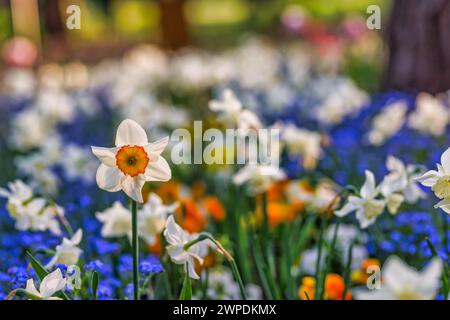 Weiße gelbe Narzissen-Nahaufnahme, blühende Frühlingsblumen im Garten. Künstlerisch blühende weiße Narzisse im Frühling. Frühlingsblumen. Wunderschöne Natur Stockfoto