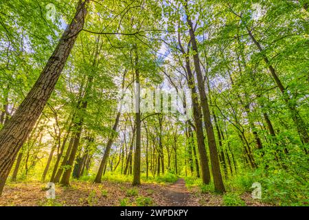 Schöner Waldweg Panoramablick mit heller Sonne durch Bäume. Friedlicher Blick auf den grünen Quellwald. Frische Laubwälder Natur Stockfoto