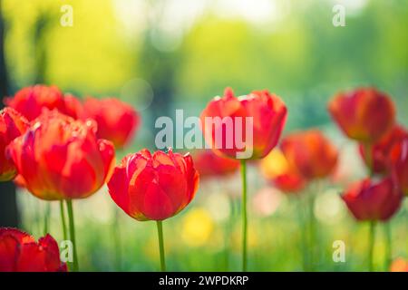 Nahaufnahme der Natur mit fantastischen roten Tulpen, die im Garten blühen. Frühlingsblumen unter Sonnenlicht. Natürliche sonnige Blumenpflanzen romantische Landschaft Stockfoto
