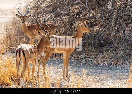 Eine Gruppe männlicher Impalas (Aepyceros melampus) im South Luangwa National Park in Sambia, Südafrika Stockfoto