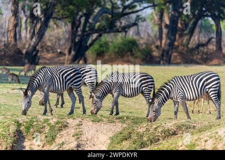 Eine kleine Herde von Crawshay's Zebras (Equus quagga crawshayi), die im South Luangwa National Park in Sambia im südlichen Afrika stöbern Stockfoto
