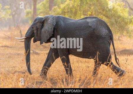 Ein weiblicher afrikanischer Elefant (Loxodonta Africana), der über Grasland im South Luangwa National Park in Sambia im südlichen Afrika spaziert Stockfoto