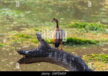 Eine männliche ägyptische Gans (Alopochen aegyptiaca), die auf einem Baumstamm neben einem Teich im Süd-Luangwa-Nationalpark in Sambia im südlichen Afrika steht Stockfoto