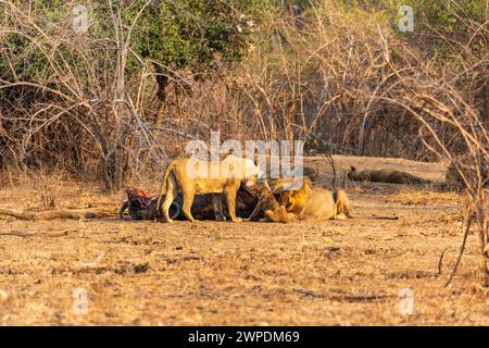 Ein Stolz der Löwen (Panthera leo), der an einem toten Kap-Büffel im South Luangwa-Nationalpark in Sambia im südlichen Afrika schmeckt Stockfoto