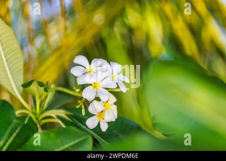 Nahaufnahme der Frangipani-Blumen mit grünem Hintergrund. Atemberaubende Frangipani-Blüten mit grünem Laubhintergrund. Tropische Blumenwelt, exotisch Stockfoto