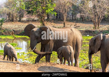 Zwei weibliche afrikanische Elefanten (Loxodonta Africana) mit Kälbern, die neben einem Wasserlauf im South Luangwa National Park in Sambia im südlichen Afrika stehen Stockfoto