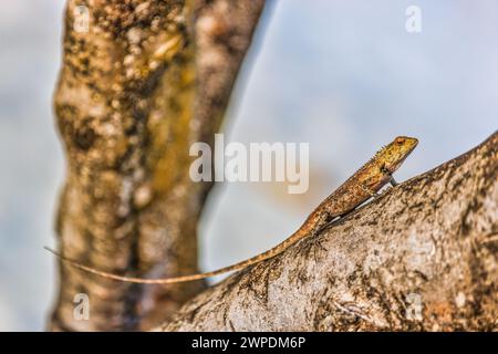 Orientalische Garteneidechse auf Baumzweig mit verschwommenem weißem Sandhintergrund. Tropische Inselwelt, Reptilien klettern auf Bäumen Stockfoto