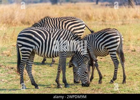 Ein atemberaubendes Zebras von Crawshay (Equus quagga crawshayi), das im South Luangwa National Park in Sambia im südlichen Afrika weidet Stockfoto