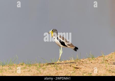 Weißkrone (Vanellus albiceps) am Ufer des Luangwa River im South Luangwa National Park in Sambia, Südafrika Stockfoto