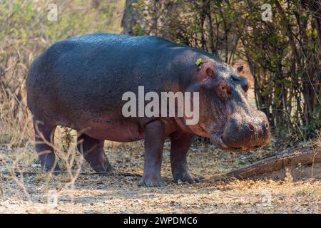 Ein Flusspferd (Hippopotamus amphibius) auf Trockenland im South Luangwa National Park in Sambia, Südafrika Stockfoto