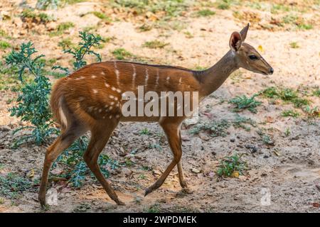 Ein weiblicher Buschbock (Tragelaphus scriptus), der im Süd-Luangwa-Nationalpark in Sambia im südlichen Afrika spaziert Stockfoto