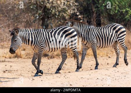 Zwei Crawshay's Zebras (Equus quagga crawshayi), die entlang der Strecke im South Luangwa National Park in Sambia, Südafrika, laufen Stockfoto