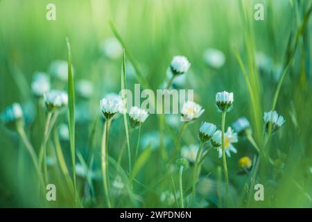 Schöne Feldwiesenblumen Kamille, weiches grünes Blau in den Morgen hellen Pastellfarben, Naturlandschaft, Nahaufnahme Makro. Entspannende beruhigende Natur Stockfoto