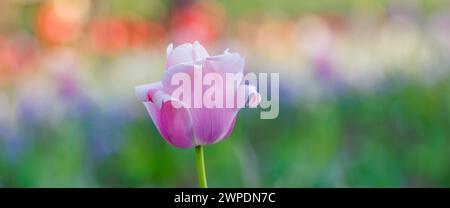 Schöne bunte Tulpe blüht im Tulpenfeld im Garten mit verschwommenem Sonnenuntergang Naturlandschafthintergrund. Sanftes Sonnenlicht romantische Liebe blühende Flora Stockfoto