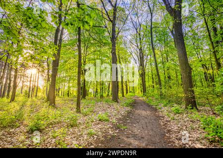 Schöner Waldweg Panoramablick mit heller Sonne durch Bäume. Friedlicher Blick auf den grünen Quellwald. Frische Laubwälder Natur Stockfoto
