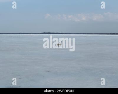 Die zwei kanadischen Gänse, die auf einem gefrorenen See mit Bäumen im Hintergrund spazieren Stockfoto