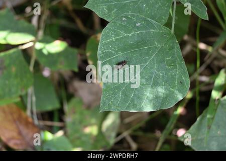 Eine goldene, metallisch gefärbte kleine schwarze Fliege, die auf der Oberfläche eines tropischen Kudzu-Blattes liegt. Diese Fliege hat ein ähnliches Aussehen wie die Soldatenfliege Stockfoto