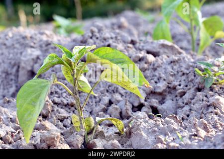 Pfefferstrauchkeimlinge werden in einem Gartenbeet gepflanzt. Stockfoto