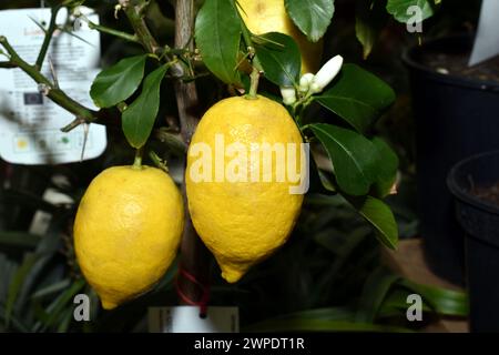 Echte Zitronen wachsen auf einem Baum, der in einem Topf und im Haus wächst. Stockfoto