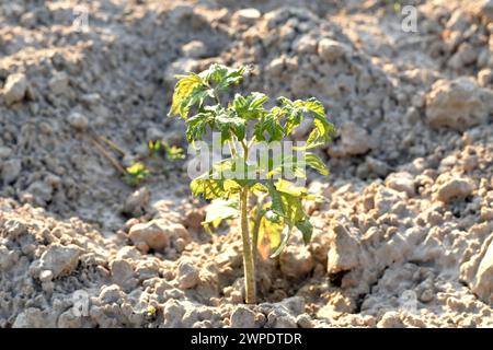 Setzlinge eines Tomatenstrauchs werden in einem Gartenbeet gepflanzt. Stockfoto