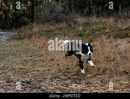 Ein Border Collie sprintet auf einer grasbewachsenen Wiese Stockfoto