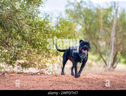 Ein schwarzer amerikanischer Pit Bull Terrier, der in einem grünen Park spaziert Stockfoto