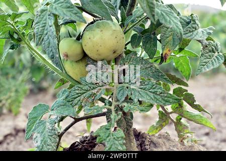 Ein Tomatenstrauch, an dessen Ästen sich grüne Tomaten gebildet haben. Der Busch wächst im Garten. Stockfoto