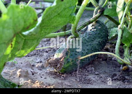 Grüne Gurke reifte an den Zweigen eines Gurkenstrauchs, der im Garten wächst. Stockfoto