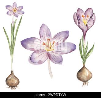 Krokusblume mit Knolle Clipart Set, Aquarell Wachstumsphasen der Pflanze, Blumenwachstum Illustration, Biologie Clip Art Stockfoto