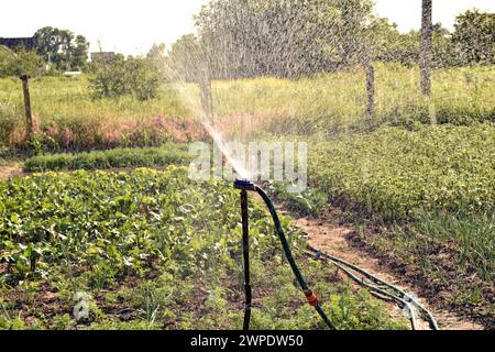Das Bild zeigt eine Bewässerungsvorrichtung, die in einem Garten installiert ist. Unter Druck stehendes Wasser, das aus dem Gerät austritt, bildet eine Wolke kleiner Tropfen. Stockfoto