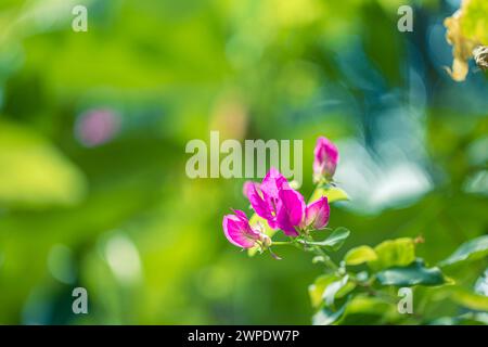 Wunderschöne Bougainvillea Blumen und Bougainvillea Pflanzenbaum im Sommer üppige Laub Regenzeit (Bougainvillea glabra Choisy). Blumen sind rosa Stockfoto